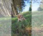 Small Photo #15 Cocker Spaniel Puppy For Sale in WITHEE, WI, USA