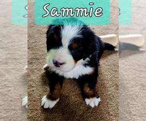 Medium Bernese Mountain Dog