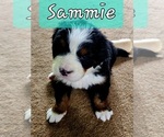 Puppy Sammy Bernese Mountain Dog