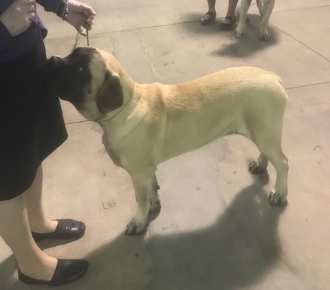 Medium Photo #1 Mastiff Puppy For Sale in COPPERAS COVE, TX, USA