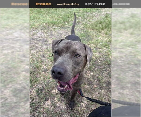 Medium Photo #1 American Pit Bull Terrier Puppy For Sale in Benton, PA, USA