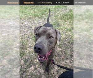 American Pit Bull Terrier Dogs for adoption in Benton, PA, USA