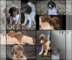 German Shorthaired Pointer Puppy for sale in ROCKY MOUNT, VA, USA
