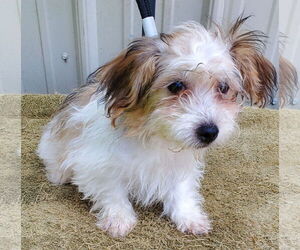 Havanese Dogs for adoption in Mountain View, MO, USA