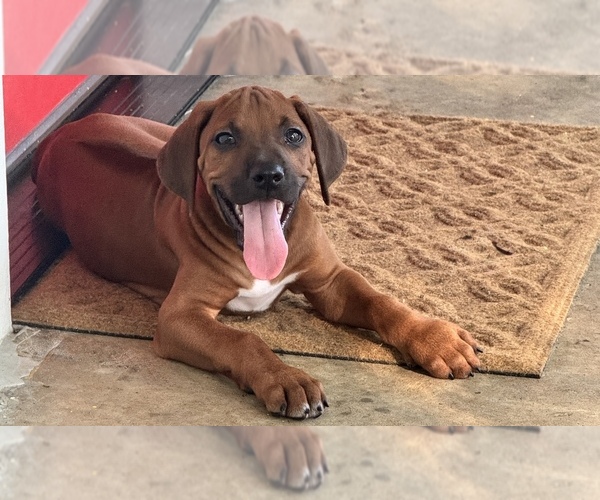 Medium Photo #31 Rhodesian Ridgeback Puppy For Sale in MADISON, GA, USA