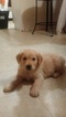 Small Photo #2 Golden Retriever Puppy For Sale in FERRUM, VA, USA