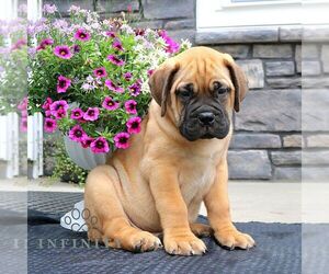 Bullmastiff Puppy for sale in NEW HOLLAND, PA, USA