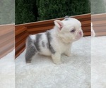 Small #6 French Bulldog