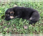 Small Photo #6 German Shepherd Dog Puppy For Sale in ROANOKE, VA, USA