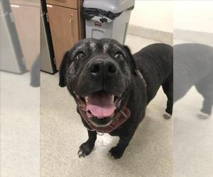 Mastiff Dogs for adoption in Fort Collins, CO, USA