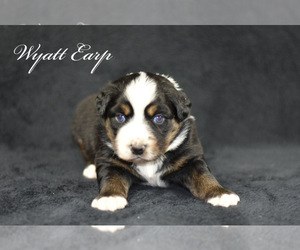 Australian Shepherd Puppy for sale in EASTON, MO, USA