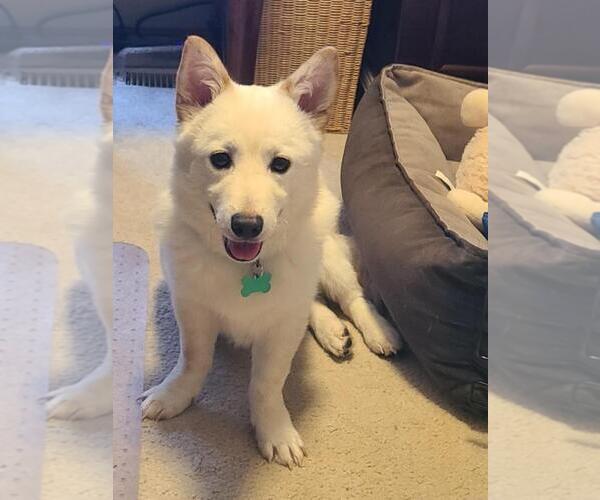 Medium Photo #2 Mutt Puppy For Sale in Bellevue, WA, USA