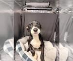 TWIX - Female Mutt Dog for Adoption - Small photo