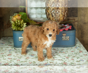 Medium Miniature Labradoodle