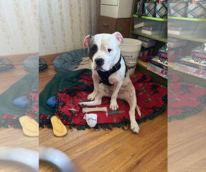 American Pit Bull Terrier-Unknown Mix Dogs for adoption in St. Louis Park, MN, USA