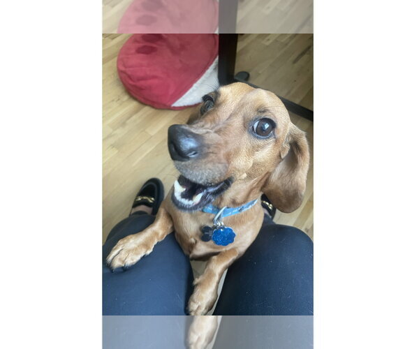 Medium Photo #3 Dachshund Puppy For Sale in Fruitland, SC, USA
