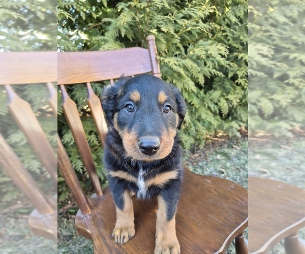 Medium Photo #1 English Shepherd Puppy For Sale in MIDDLETOWN, PA, USA