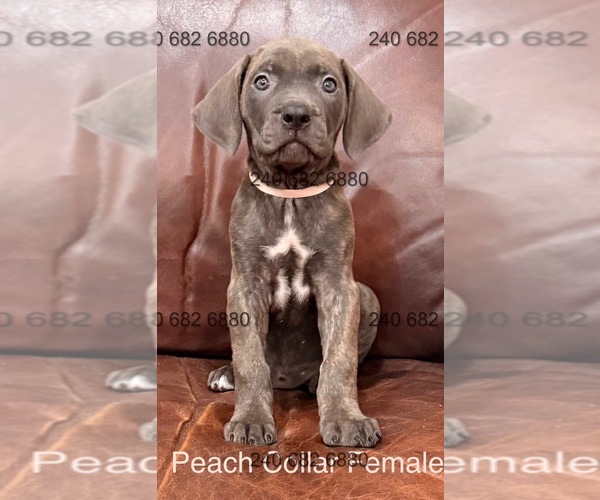 Medium Photo #2 Cane Corso Puppy For Sale in LA PLATA, MD, USA
