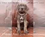 Small #1 Cane Corso