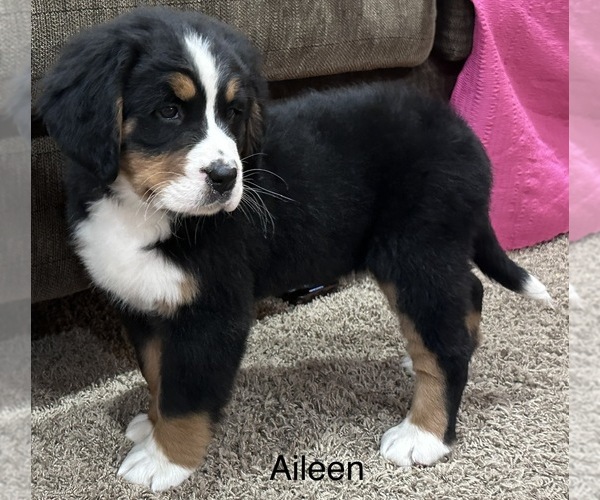 Medium Photo #4 Bernese Mountain Dog Puppy For Sale in SHERIDAN, MI, USA