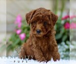 Small #3 Poodle (Toy)