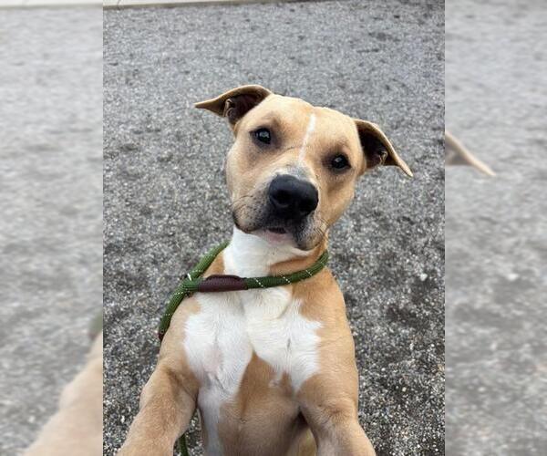 Medium Photo #1 American Staffordshire Terrier-Unknown Mix Puppy For Sale in Palmetto, FL, USA