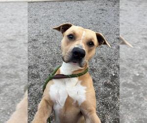 American Staffordshire Terrier-Unknown Mix Dogs for adoption in Palmetto, FL, USA