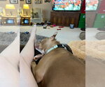 Small Photo #17 American Pit Bull Terrier-Unknown Mix Puppy For Sale in Germantown, OH, USA