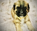 Puppy 6 Cavalier King Charles Spaniel-Yo-Chon Mix