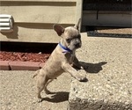 Small #2 French Bulldog