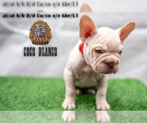 French Bulldog Puppy for sale in NAPERVILLE, IL, USA