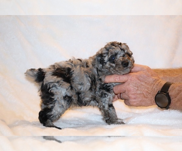 Medium Photo #8 Poodle (Toy) Puppy For Sale in DYERSBURG, TN, USA
