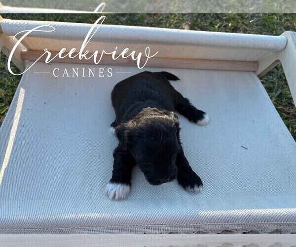 Medium Photo #6 Havapoo Puppy For Sale in NIANGUA, MO, USA