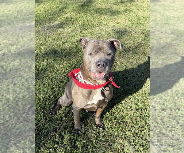 Medium Photo #4 Mutt Puppy For Sale in San Leon, TX, USA