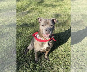 Maggie - Female Mutt Dog for Adoption - Photo #4