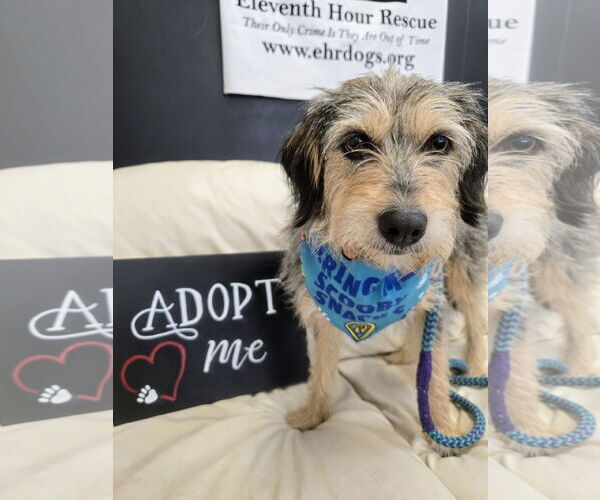 Medium Photo #1 Mutt Puppy For Sale in Rockaway, NJ, USA