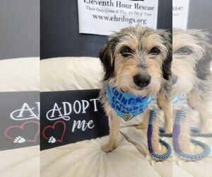 Mutt Dogs for adoption in Rockaway, NJ, USA