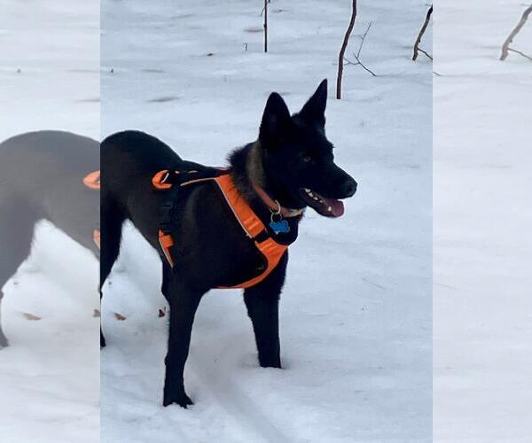 Medium Photo #4 German Shepherd Dog-Unknown Mix Puppy For Sale in Coldwater, MI, USA