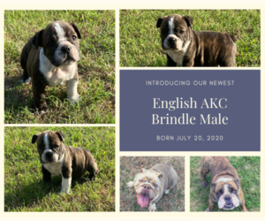 English Bulldog Puppy for sale in NEOSHO, MO, USA