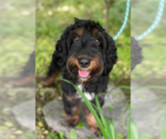 Small #2 Miniature Bernedoodle