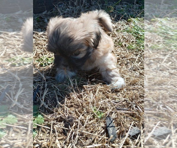 Medium Photo #3 Shih Tzu Puppy For Sale in ALLENSVILLE, KY, USA