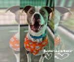 Small American Pit Bull Terrier