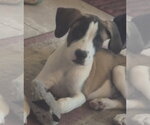 Ryder - Male Mutt Dog for Adoption - Small photo