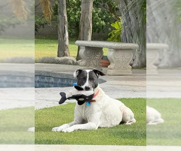 Medium Photo #2 Border Collie-Unknown Mix Puppy For Sale in Bakersfield, CA, USA