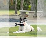 Small #1 Border Collie Mix