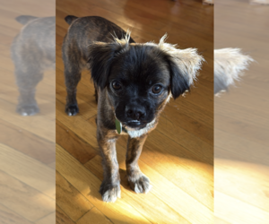 Chug Dogs for adoption in Brooklyn, NY, USA