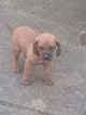 Small #3 Redbone Coonhound