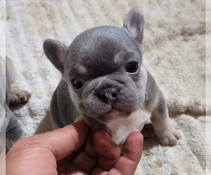 French Bulldog Puppy for sale in EASTVALE, CA, USA