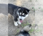 Small Photo #3 Pomsky Puppy For Sale in FRESNO, CA, USA