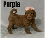 Small Photo #5 Goldendoodle Puppy For Sale in HOMEDALE, ID, USA